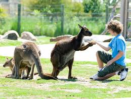 Maru Koala Park